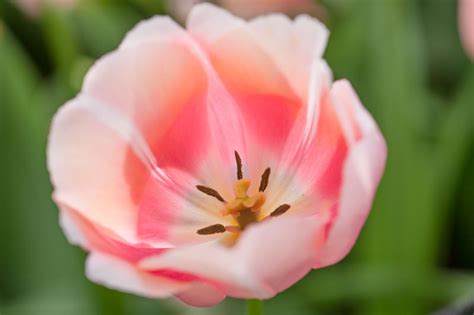 Tulipa 'Belle du Monde' (Single Late Tulip)
